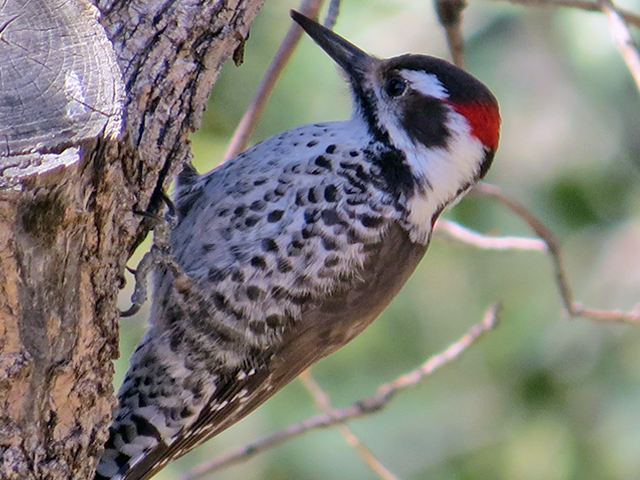 Arizona Woodpecker Photo by Kevin Burke